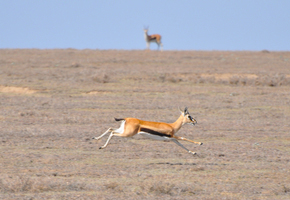 alignment-in-business-gazelle